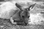 Kangaroo Outside During The Day Stock Photo