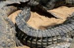 Nile Crocodile (crocodylus Niloticus) At The Bioparc Fuengirola Stock Photo