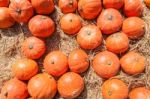 Orange Pumpkins On Straw Stock Photo