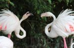 Flamingos In A Pair Stock Photo