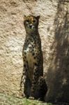 Cheetah (acinonyx Jubatus) On A Zoo Stock Photo