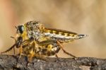 Giant Robber Fly (proctacanthus Rodecki) Stock Photo