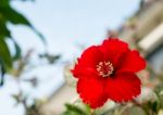 The Red Hibiscus Flower (focus On Pollen) Stock Photo