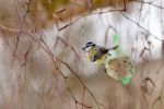 Blue Tit Stock Photo