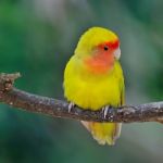 Lovebird Stock Photo