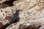 Inca Tern Stock Photo