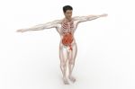 Human Anatomy Stock Photo