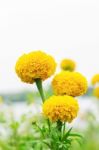 Marigold With White Background Stock Photo