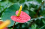 Red Yellow Flamingo Flower In Garden Stock Photo