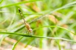 Yellow And Black Pattern Dragon Fly On Grass Stock Photo