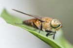 Fruit Fly Stock Photo