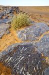 Old Fossil In  The Desert Of Morocco  Bush Stock Photo