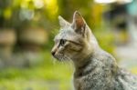 Cat Portrait Stock Photo