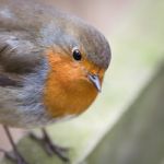 The European Robin Stock Photo