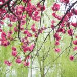 Peach Trees Blossoming Stock Photo