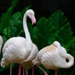 Greater Flamingo Stock Photo