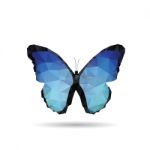 Butterfly Isolated Stock Photo