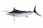 Full Body Of Blue Marine Fish Isolated White Background Side View Stock Photo