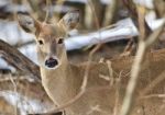 Beautiful Isolated Image With A Wild Deer In The Snowy Forest Stock Photo