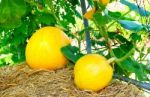 Organic Pumpkin In Field Stock Photo