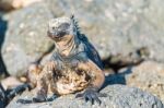 Marine Iguana On Galapagos Islands Stock Photo