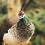 Beautiful Colourful Peacock Outdoors In The Daytime Stock Photo