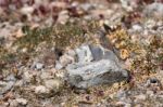 Berthelot's Pipit (anthus Berthelotii) Stock Photo