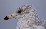 Amazing Portrait Of A Cute Beautiful Gull Stock Photo