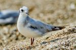 Seagull On The Beach Stock Photo