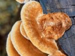 Big Hairy Fungus On A Tree Stump Stock Photo