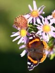 Red Admiral Butterfly Stock Photo