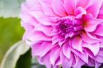 Pink Dahlia Flower Stock Photo