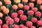 Colorful Cactus Flowers Stock Photo