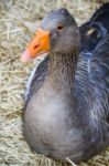 Grey Anser Goose Stock Photo