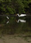 Great Egret And Black-necked Stilt Stock Photo