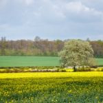 Arable Farmland In Cambridgeshire On A Sunny Spring Day Stock Photo