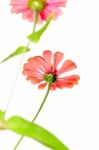 Orange Zinnia Flower Stock Photo