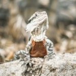 Water Dragon Outside During The Day Stock Photo