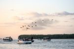 Bird Watching Scarlet Ibis Trip On The Delta Of Parnaiba River, Stock Photo