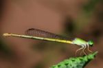 Damselfly Stock Photo