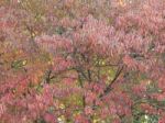 Texture Of The Autumn Foliage Of Trees  Stock Photo