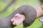 Trunk Of Elephant Stock Photo