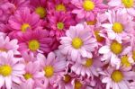 Pink Daisy Stock Photo