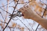 Pruning Fruit Tree - Cutting Branches At Spring Stock Photo