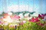 Cosmos With Water Droplets On Glass Stock Photo