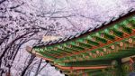 Gyeongbokgung Palace With Cherry Blossom In Spring,korea Stock Photo