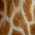 Giraffe Skin Stock Photo