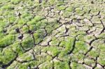 Green Grass On Cracked Earth Stock Photo