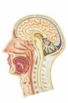 Cross Section Of Human Head Stock Photo