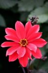 Beautiful Red Dahlia On Display At Butchart Gardens Stock Photo